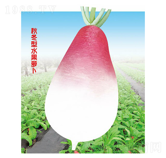 �����}��-�ƹ�N��