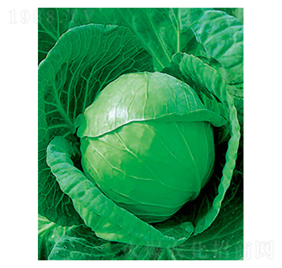 �и�ʮһ���{(l��n)�N��-̫��(l��)�N�I(y��)