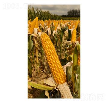 ���׷N��-���y�d��