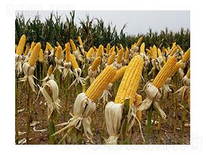 ��ꖹ�9̖(h��o)-���S�N�I(y��)