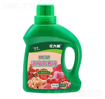 玫瑰月季型家庭園藝濃縮營養(yǎng)液-花大帥-綠沃肥業(yè)